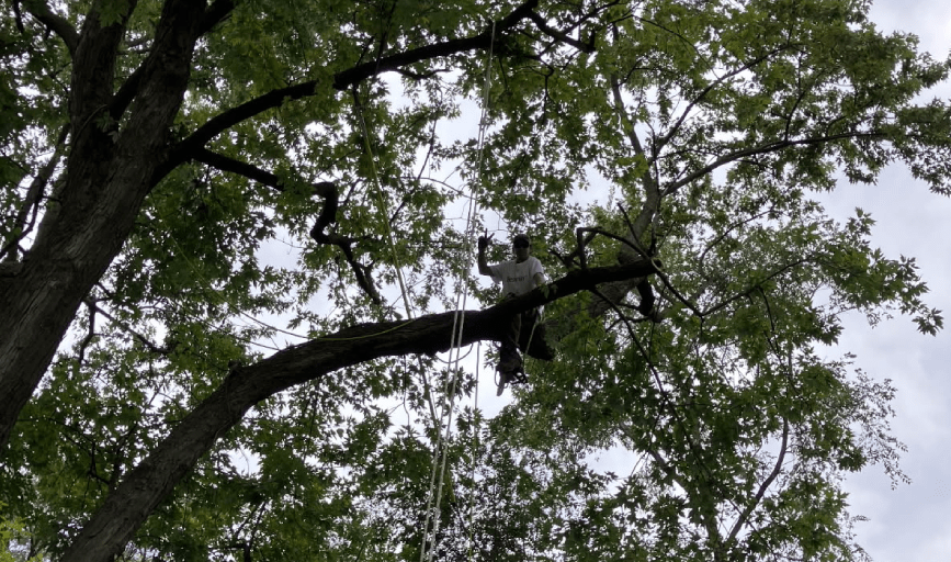 A Top Notch Tree Service