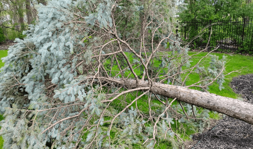 A Top Notch Tree Service